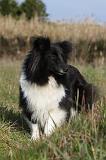 SHETLAND 763